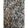 GIRASOLINO NERO NANO PICCOLO  CONF. 3 KG
