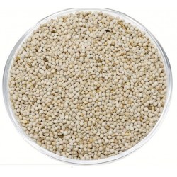 PERILLA BIANCA   2.5 KG