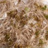 JUTA COTONE MUSCHIO 500 GR